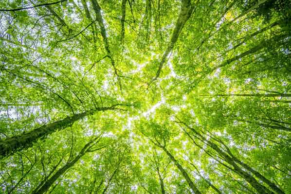 Unser Beitrag zur Umwelt